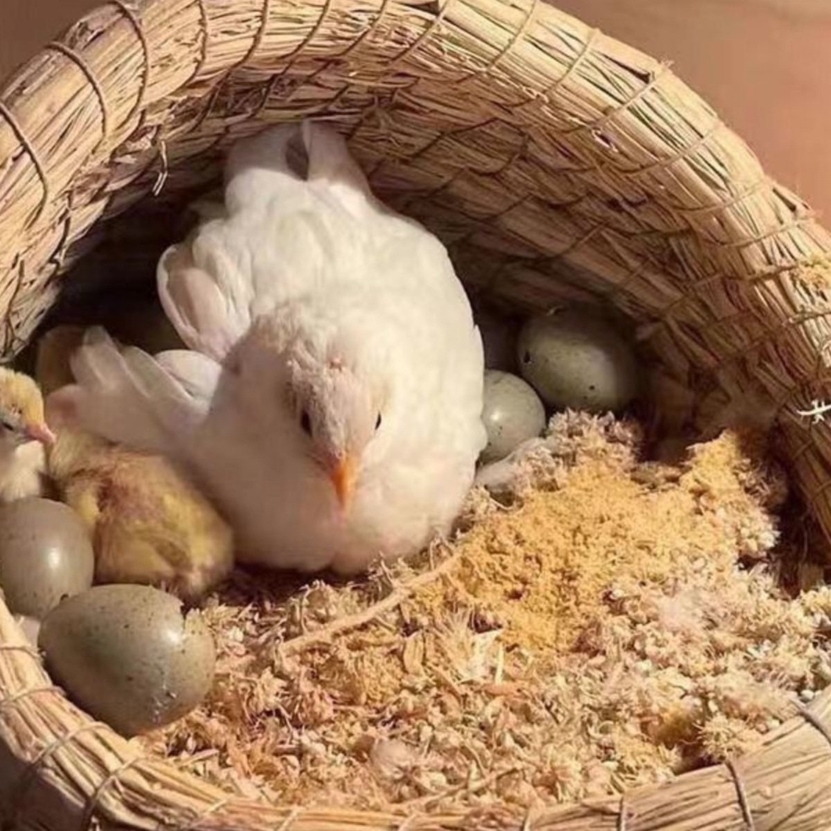 卢丁鸡种蛋受精蛋宠物鸡小鸡蛋可孵化小鸡仔学生版芦丁鸡蛋宝宝,淘宝优惠券,粉丝福利购,淘宝优惠卷