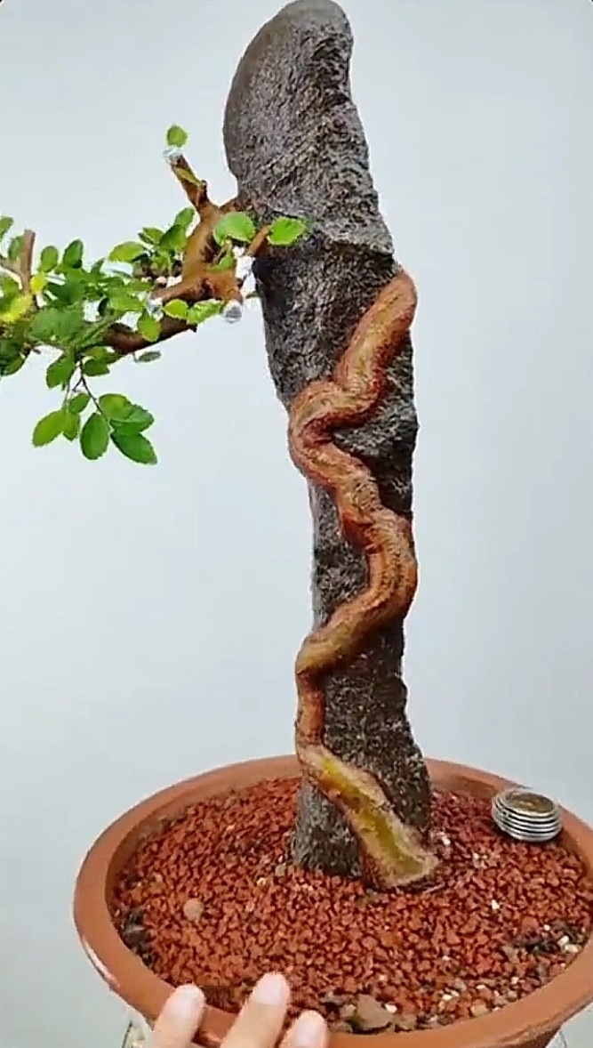 开槽附石新疆泥石铁石条榔榆灵芝榆树老鸦柿金弹子枫树苗附石盆景,淘宝优惠券,粉丝福利购,淘宝优惠卷