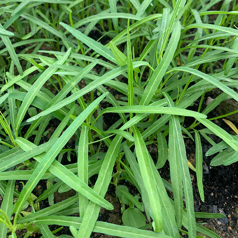 多丫柳叶空心菜种籽阳台盆栽四季青菜籽种三叉通心菜种子蔬菜种孑,淘宝优惠券,粉丝福利购,淘宝优惠卷