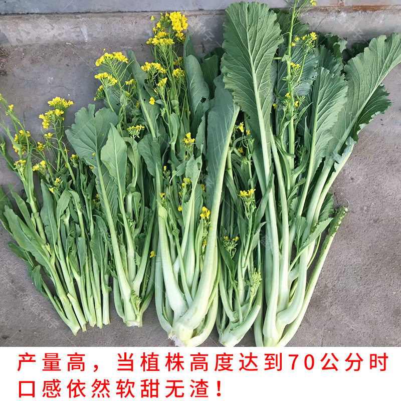 正宗增城迟菜心菜种籽高脚甜菜心种广东菜心种子秋冬春季蔬菜种孑-图0