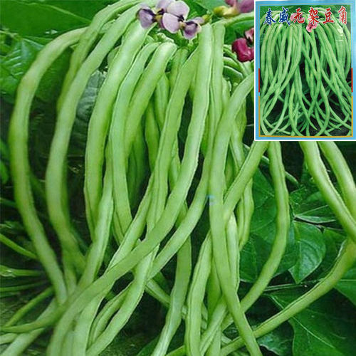 美国无架长豆角种籽无需搭架豆角种子不爬架地豆豇豆蔬菜阳台庭院 - 图0
