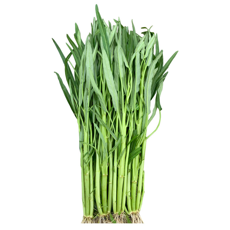 多丫柳叶空心菜种籽阳台盆栽四季青菜籽种三叉通心菜种子蔬菜种孑,淘宝优惠券,粉丝福利购,淘宝优惠卷