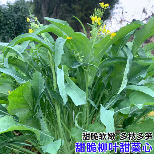 柳叶菜心种籽广西油菜籽种秋冬季柳尖菜心种细梗好吃甜菜心种子 - 图1