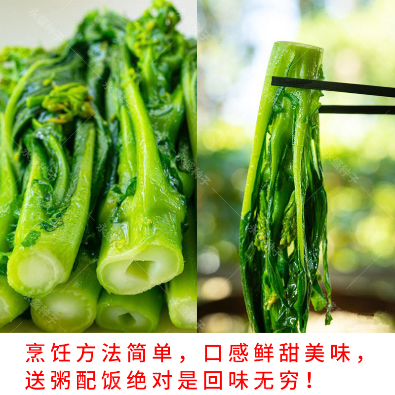 正宗增城迟菜心菜种籽高脚甜菜心种广东菜心种子秋冬春季蔬菜种孑-图2