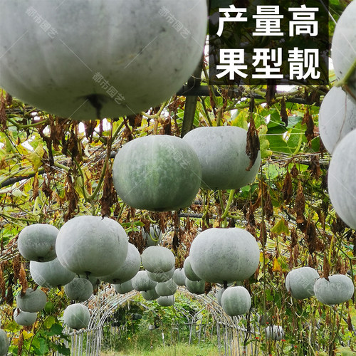 小玲珑香冬瓜种子 香芋味冬瓜种子 圆冬瓜种小冬瓜种蔬菜种子 - 图0