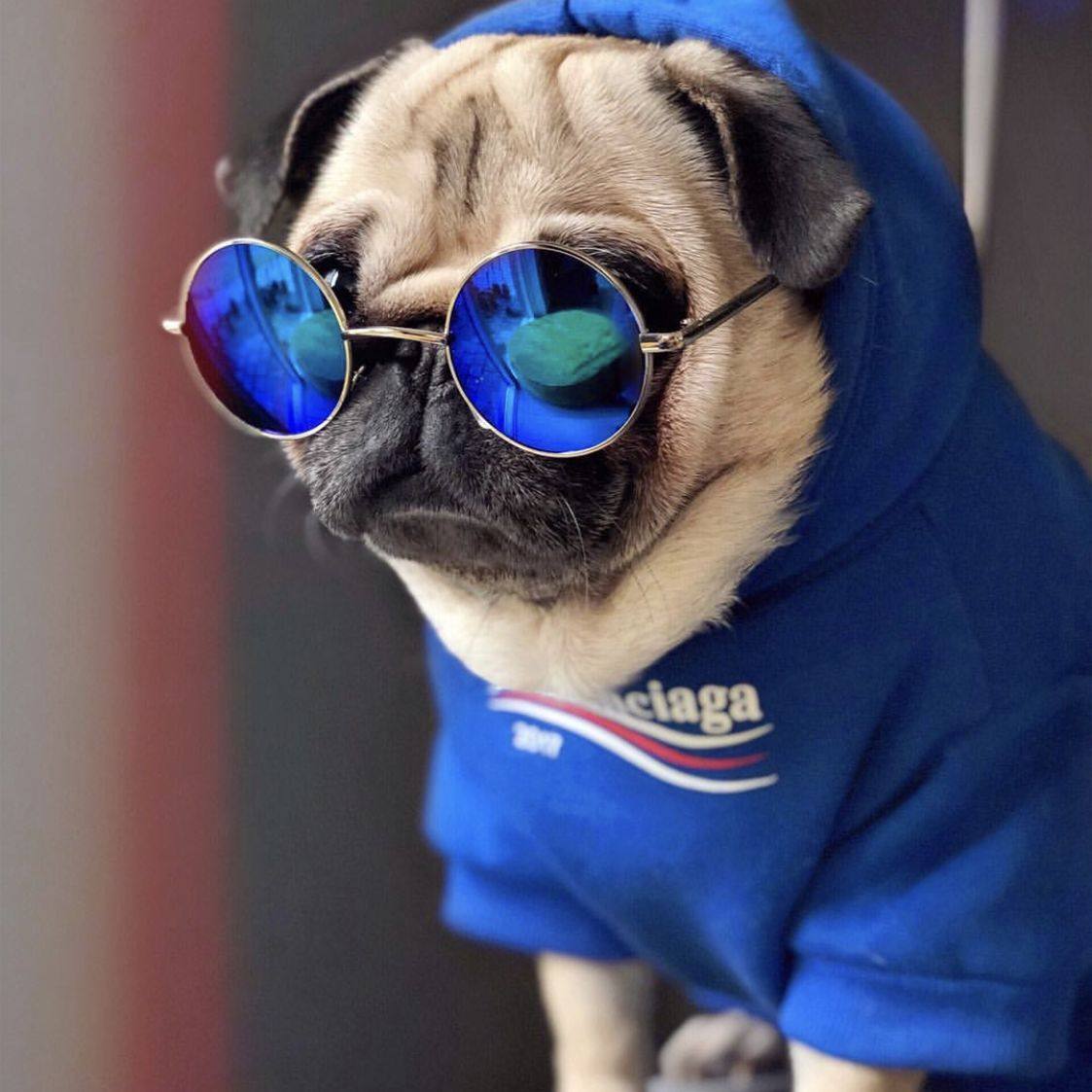 woofwhite潮牌法斗宠物潮牌狗狗加绒加厚卫衣 保暖秋冬狗狗衣服