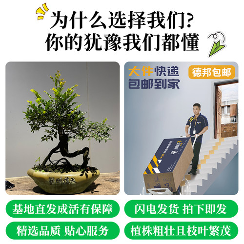 造型盆景小叶紫檀树桩花卉黑骨茶盆栽室内摆件镇宅四季常青绿植物 - 图1