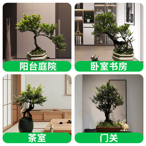 小叶紫檀盆景老桩室内绿植大型植物客厅黑骨茶稀有盆栽办公桌阳台 - 图3