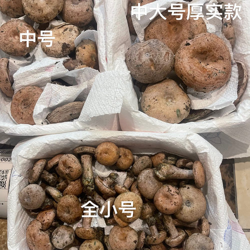 新鲜野生乌枞树菇松菇重阳菌寒菌绿铜菌松乳菇雁来蕈菌菇 - 图1