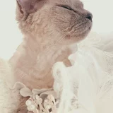 Кошка корона принцесса подарки подарки ПЭТ Свадебное фото откровенный