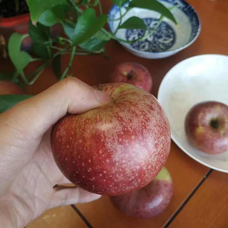 陕西秦冠苹果产地直发新鲜苹果包邮应当季水果秦冠苹果,淘宝优惠券,粉丝福利购,淘宝优惠卷