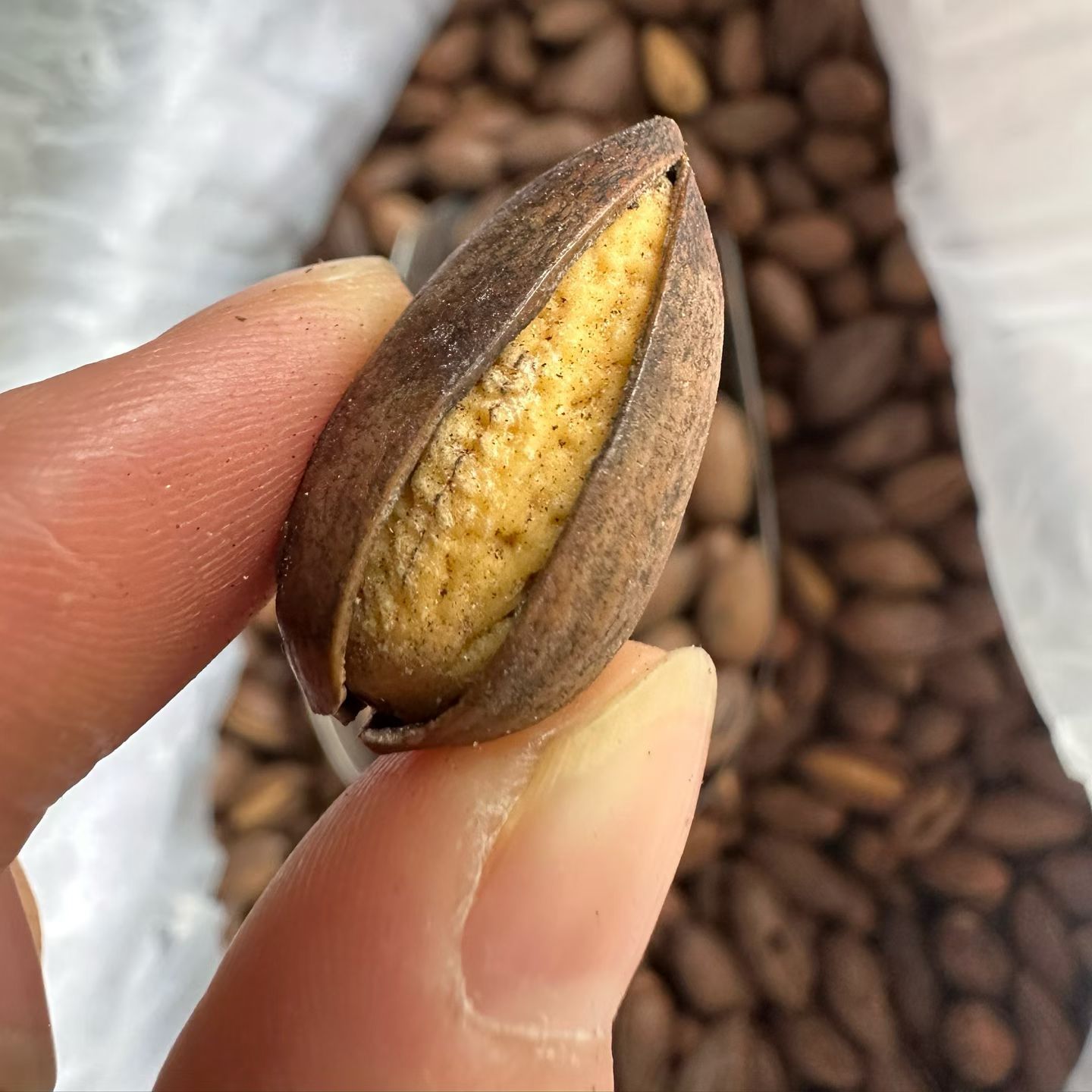 香榧子2025年新货临安特级香榧特好剥罐装坚果零食净含量150g一罐 - 图0