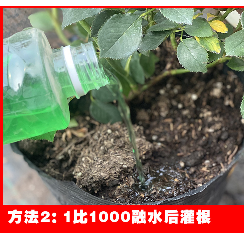 【绿色水溶肥】大于推荐春夏秋季快速生长期肥料月季所需养分2送1 - 图2