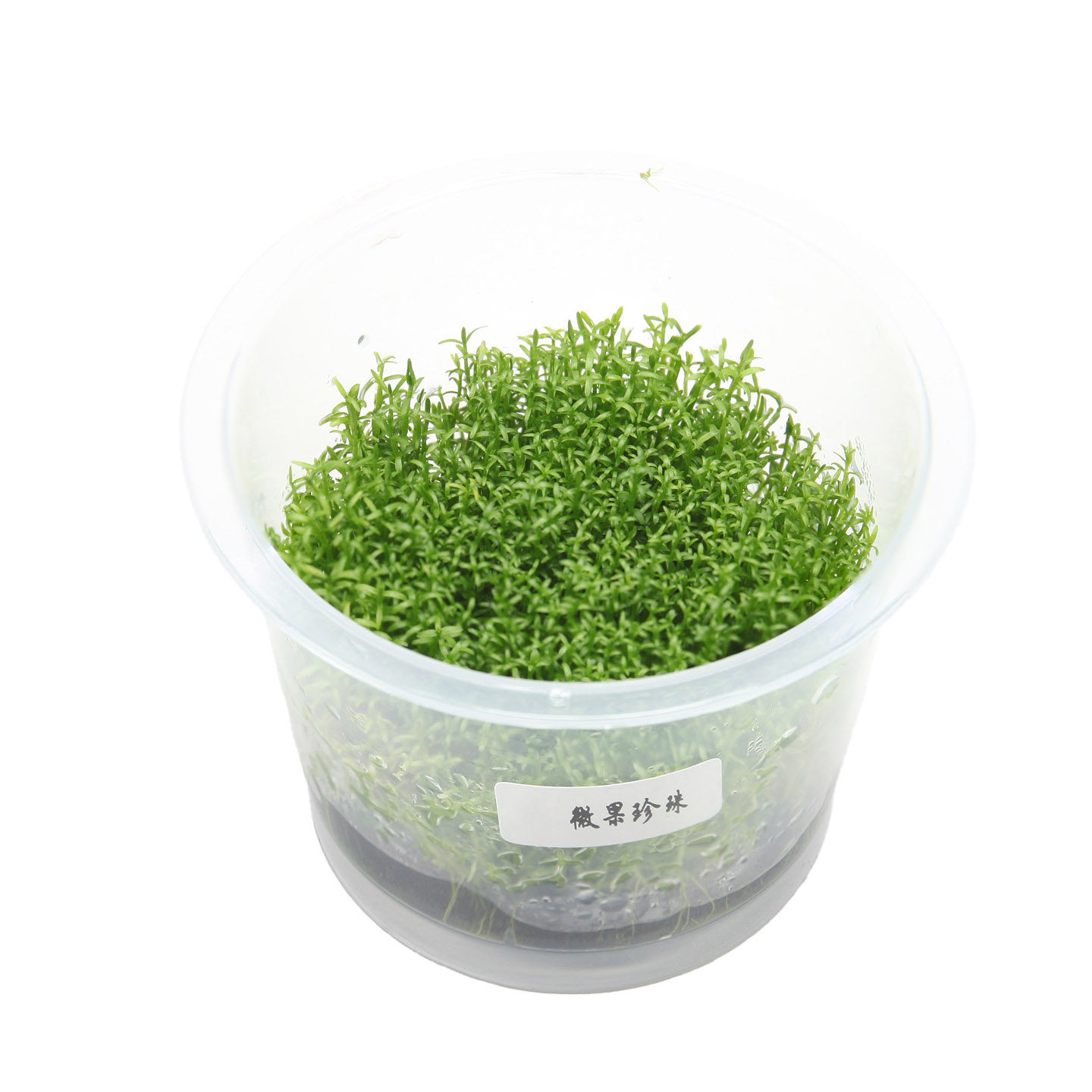 微果珍珠无菌杯前景草坪鱼缸草造景水草荷兰景无藻无螺简单易养