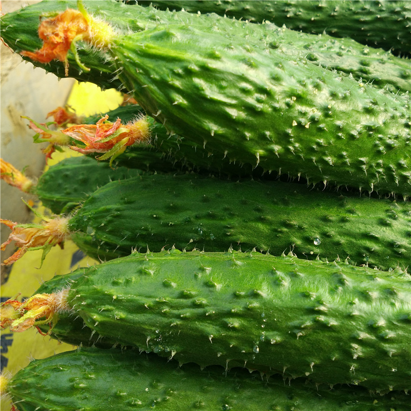 成都好特蔬黄瓜新鲜蔬菜农场直供青瓜包邮1000g Cucumber - 图1