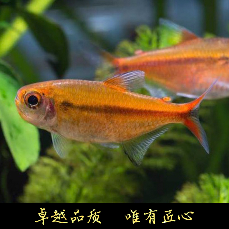 鱼禅水族红月可卡灯鱼高端稀有南美草缸淡水鱼禅热带鱼观赏鱼活体 - 图0