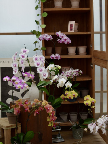 PHYSIS是花蝴蝶呀」直播蝴蝶兰专拍一物一选圣诞节年宵花9.15 - 图0