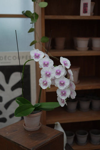 PHYSIS是花蝴蝶呀」直播蝴蝶兰专拍一物一选圣诞节年宵花9.15 - 图1