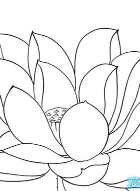 工笔画白描底稿荷花直接上色