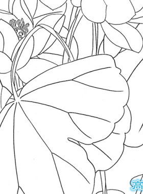 工笔画白描底稿荷花熟宣纸白描