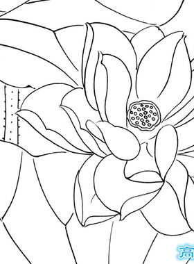 工笔画白描底稿荷花直接上色