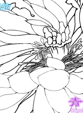 荷花翠鸟工笔画白描底稿线描画稿