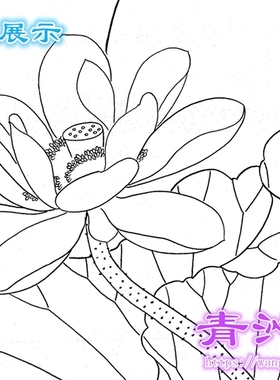 H47荷花翠鸟工笔画白描底稿实物白纸线描画稿陆雨年条幅
