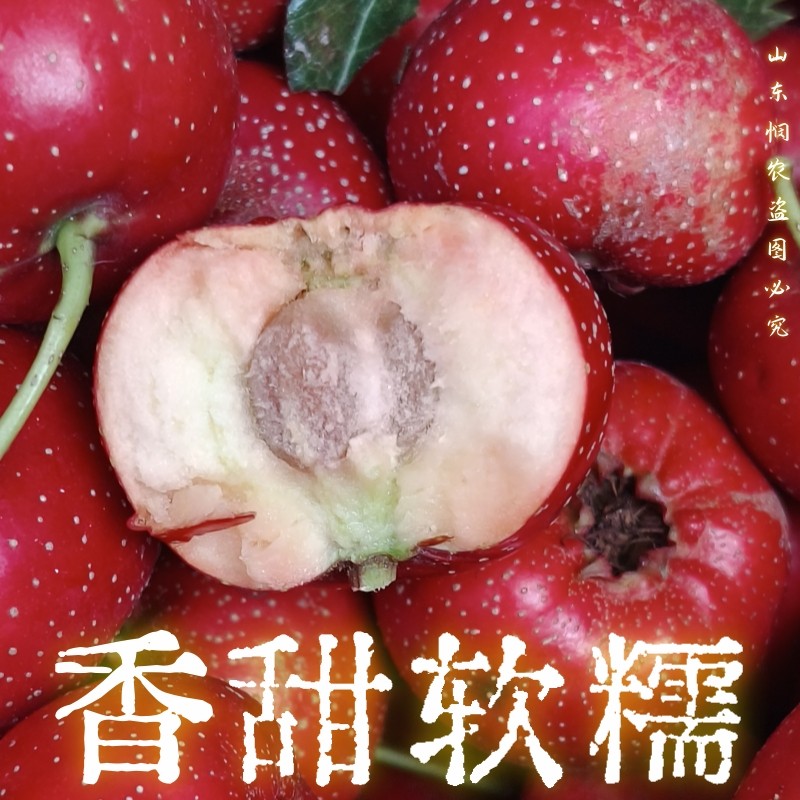 山楂 水果山楂 樱桃小山楂 甜口山楂甜红子,淘宝优惠券,粉丝福利购,淘宝优惠卷