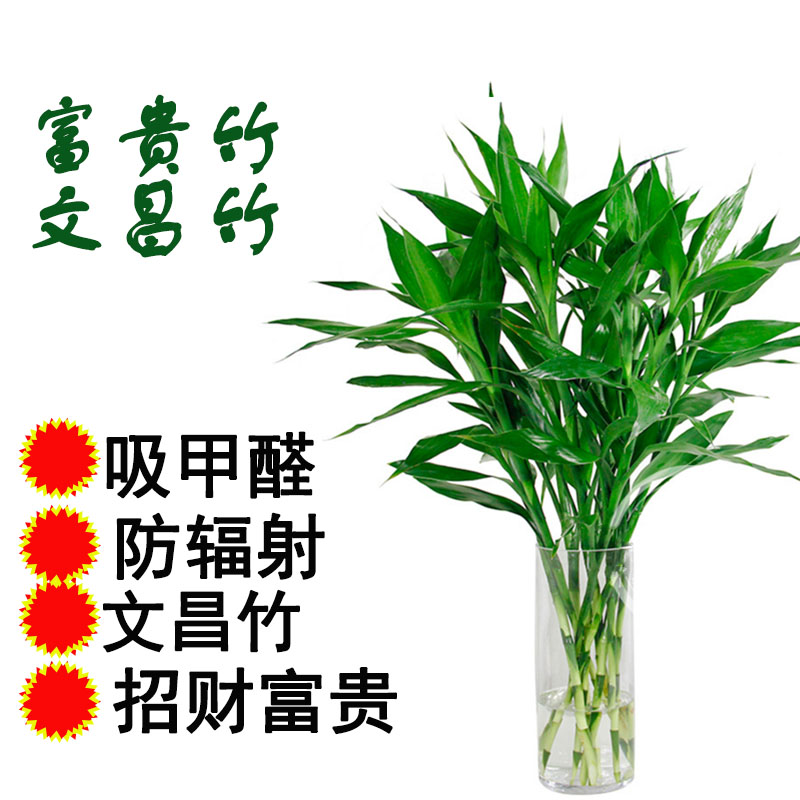 【仅售天津】带根富贵竹水养开运竹文昌竹招财竹办公室室内好养_虎窝淘