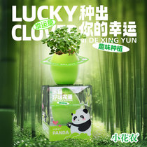 Panda Good Luck Flowers Egg Planting Cup Small Potted Plant Lucky Four Leafed Grass Tabletop Mini Seed Germination Observation Nursery School