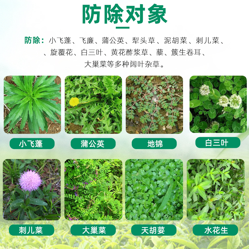 阔叶净坪安星阔金装禾本科草坪防除老龄化恶性阔叶杂草除草剂 - 图1