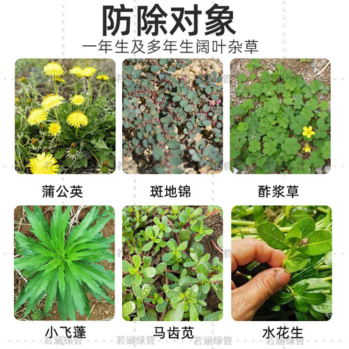 坪安星阔金装阔叶净狗牙根马尼拉草坪小飞蓬恶性阔叶杂草除草神剂 - 图0