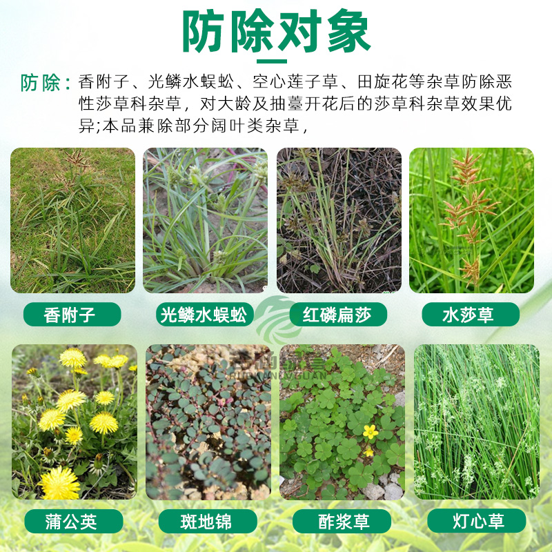 莱恩坪安阔莎草坪除草剂马尼拉百慕大香附子水花生阔叶杂草除草剂 - 图1