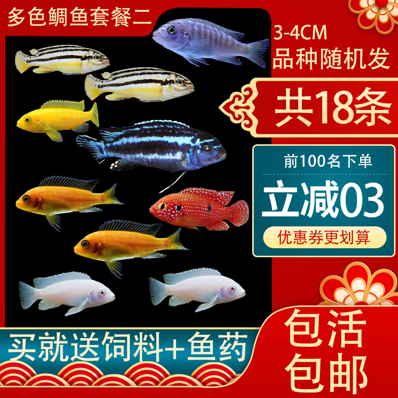 非洲王子蓝阿里宠物鱼三湖慈鲷坦鲷马鲷鱼热带鱼观赏鱼鲷科鱼活体 上海夕谷水族用品有限公司 淘优券