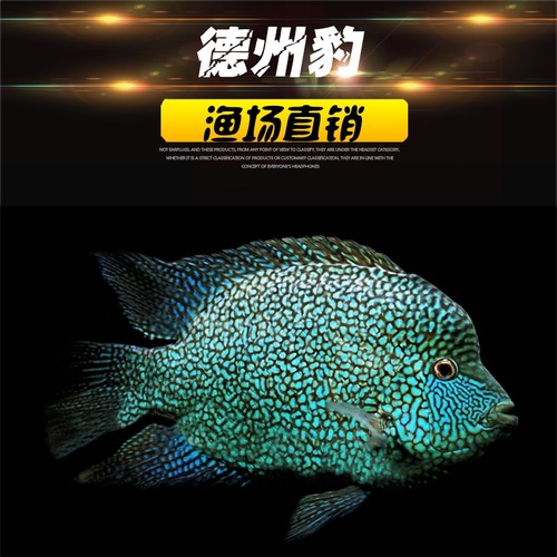 热带淡水大型观赏鱼活体地图鱼皇冠鱼鹦鹉鱼招财猫鱼银龙鱼套餐 - 图2