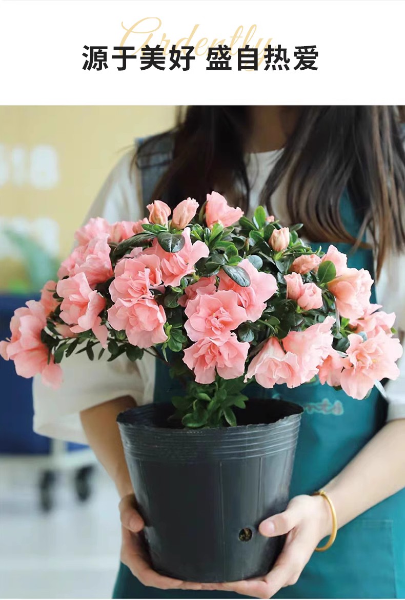 杜鹃花花卉盆栽植物带花苞室内客厅绿植四季开花好养易活老桩大颗-图0