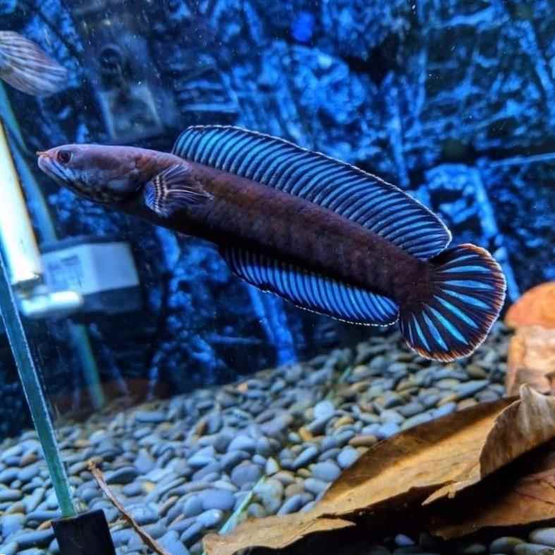 凶猛奶茶雷龙鱼肉食猛鱼观赏鱼小型雷龙鱼阿萨姆蓝帆七彩雷龙鱼-图0