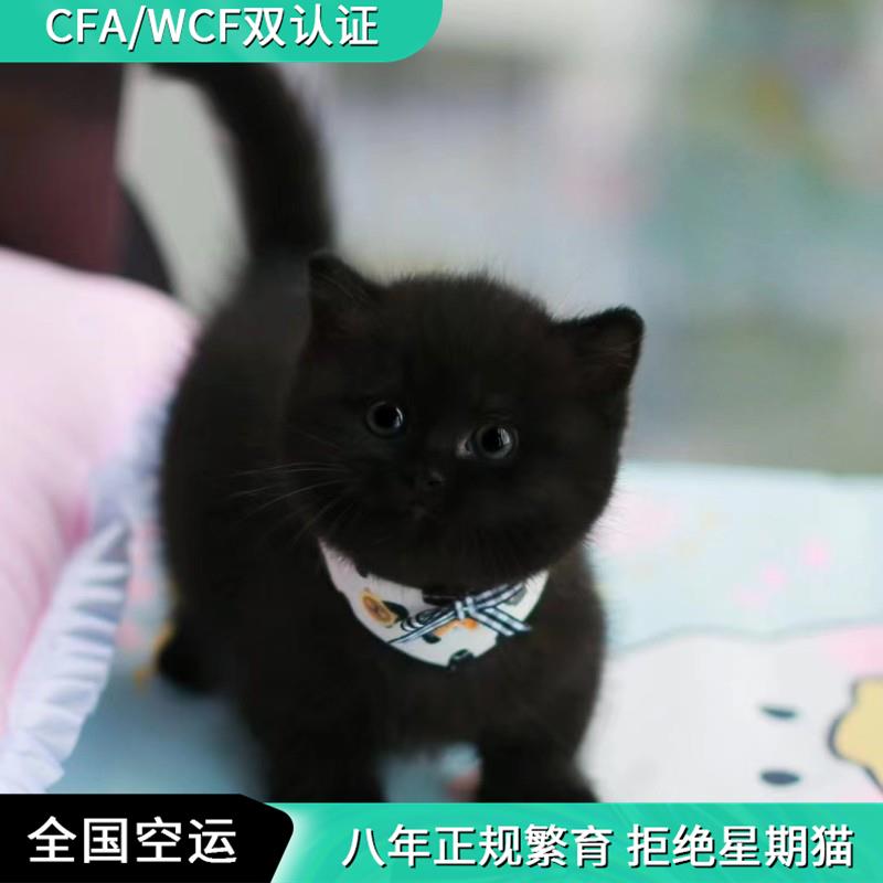 纯黑孟买猫幼猫纯种矮脚曼基康猫咪拿破仑纯黑英短猫短毛招财玄猫-图3