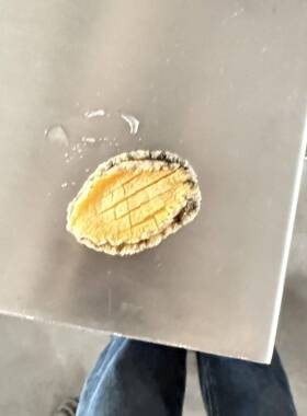 同普现货鸡胗切花机 黑鱼带鱼改刀机 商用鱿鱼切花刀机
