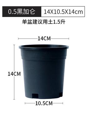 黑色加仑盆室外绿植盆栽绿萝月季