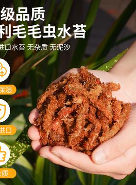 智利进口毛毛虫水苔七星干苔藓蝴蝶兰花专用土基质乌龟冬眠垫材
