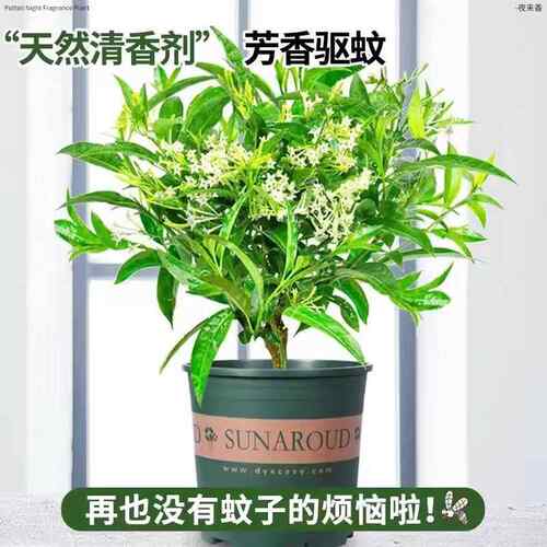 夜来香盆栽花苗带花苞阳台庭院老桩树苗四季浓香型花卉驱蚊草植物 - 图0