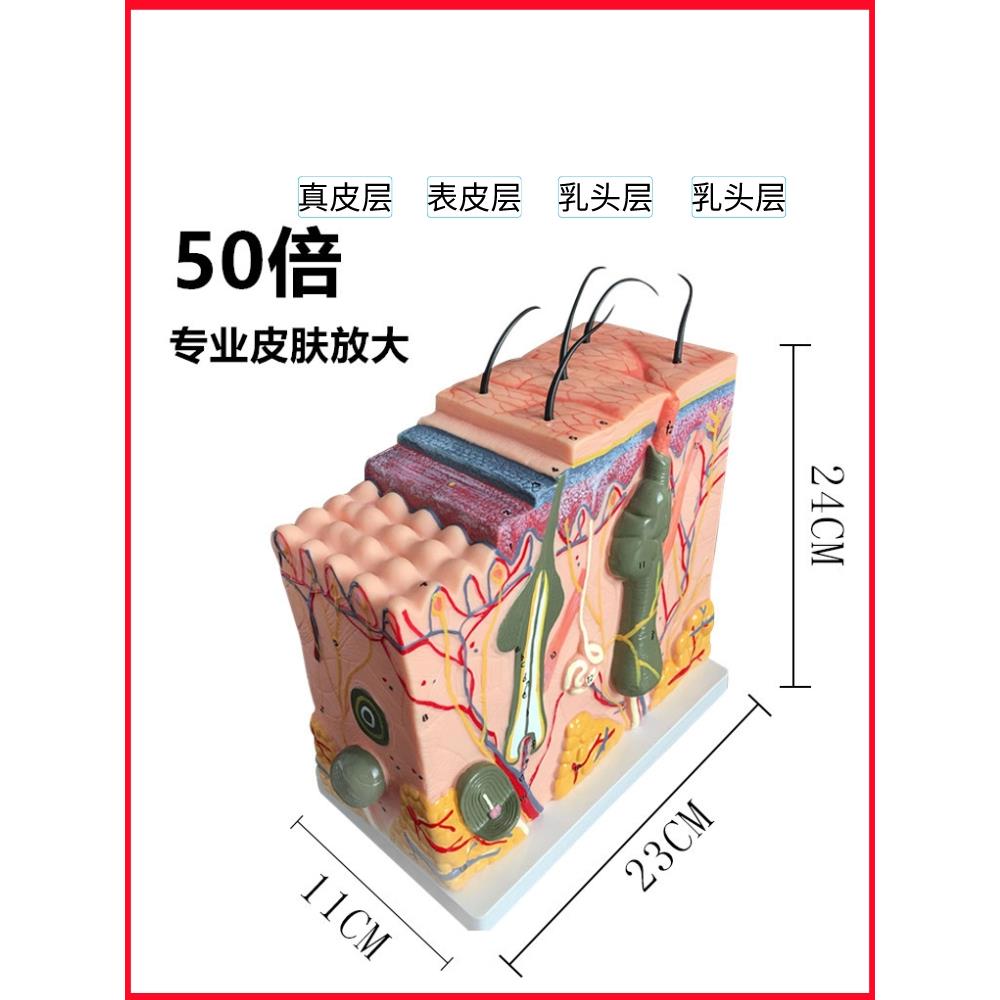 50倍人体皮肤组织结构放大解剖模型医学美容整形立体皮肤放大模型-图1