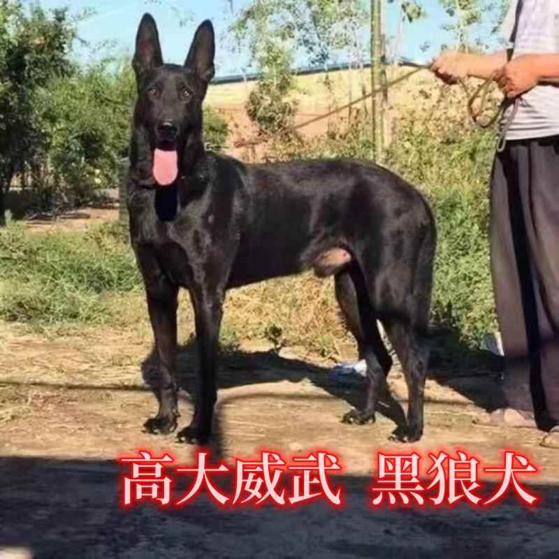 黑狼幼犬大型看家护院犬墨界黑狼犬猛犬护卫犬巨型犬短毛黑狗-图1