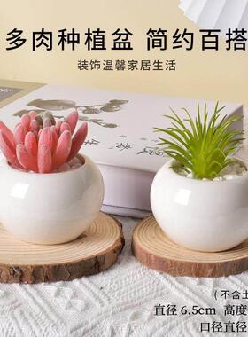 厂家简约球形多肉陶瓷花盆创意家居迷你陶瓷花盆摆件装饰花盆