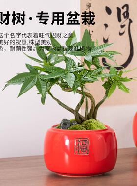 南天竹发财树中国红色陶瓷花瓶