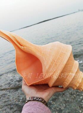 天然大海螺澳洲长香螺家居装饰婚庆布景拍摄道具号角贝壳摆件礼物