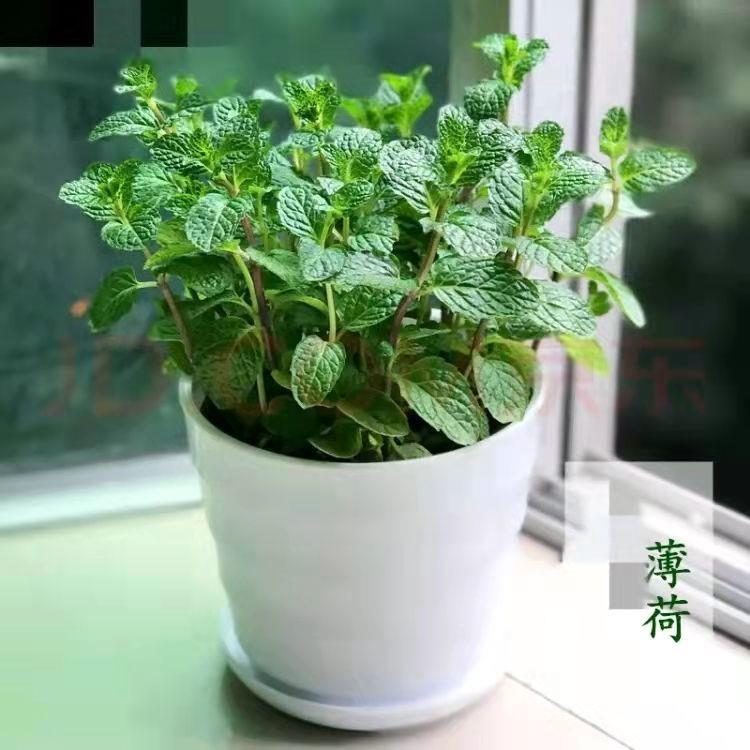 薄荷盆栽可食用新鲜薄荷叶家庭办公室阳台植物驱蚊净化空气绿植 - 图2