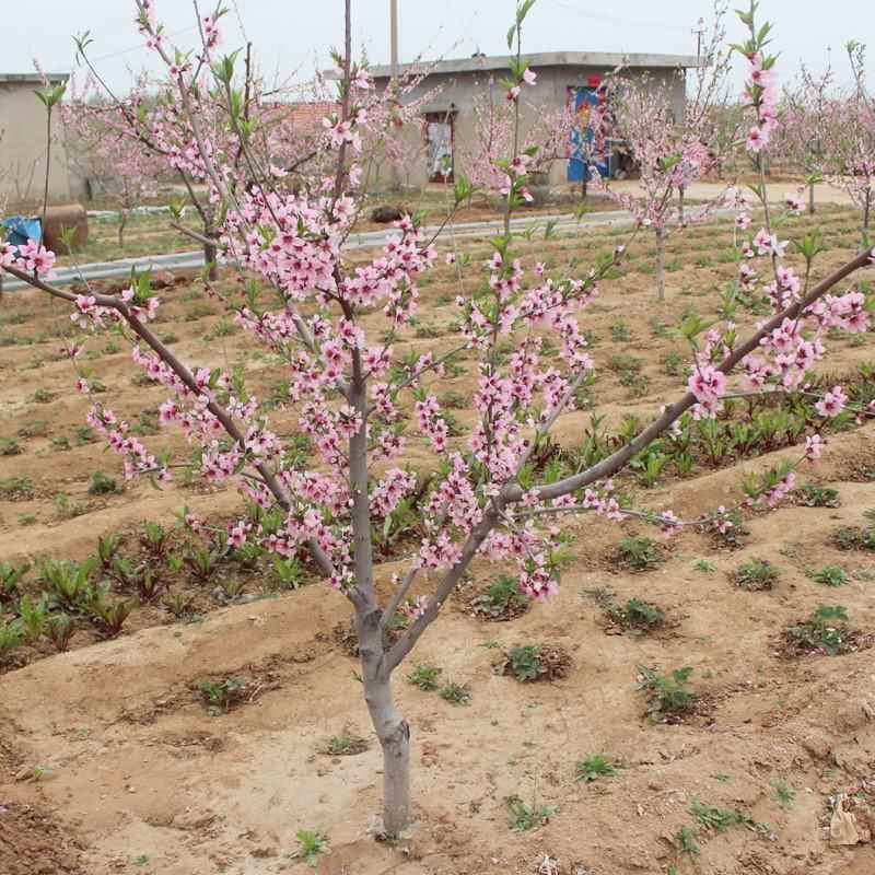 黄桃树苖桃树果苗南方北方种植嫁接苗油桃树果苗水蜜桃苗当年结果