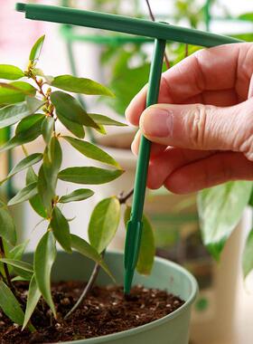 兰花支架园艺用品花卉植物花瓶